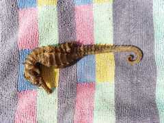 Hippocampus guttulatus