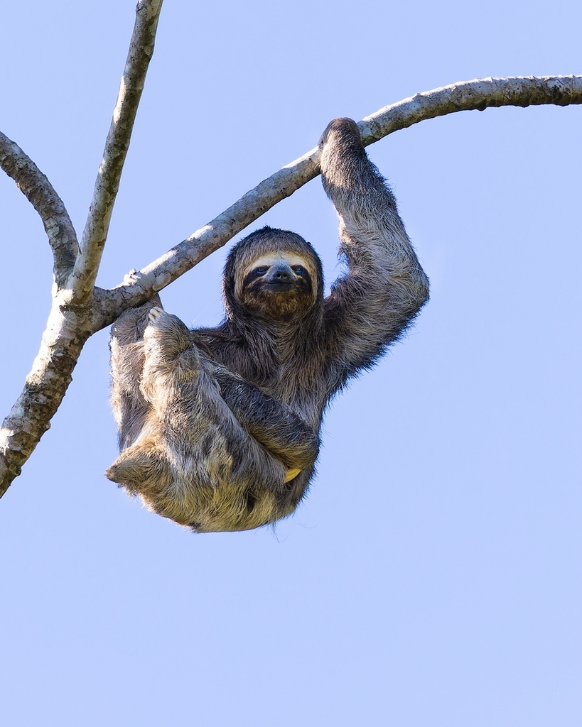 Western Amazon Three-toed Sloth