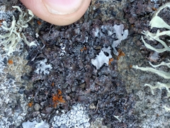 Punctelia stictica