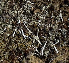 Thamnolia vermicularis vermicularis