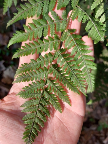 Image of Austral Lady-Fern (Diplazium australe) by no rights reserved