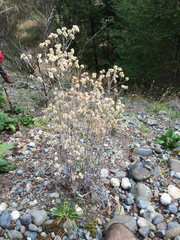 Pseudognaphalium thermale