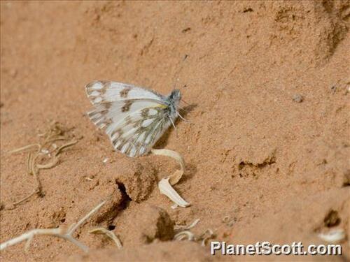 Desert White