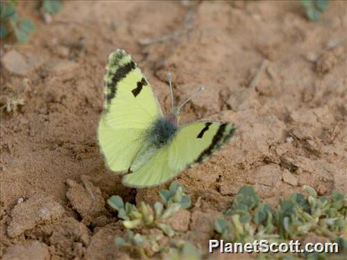 Greenish Black-tip