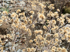 Pseudognaphalium thermale