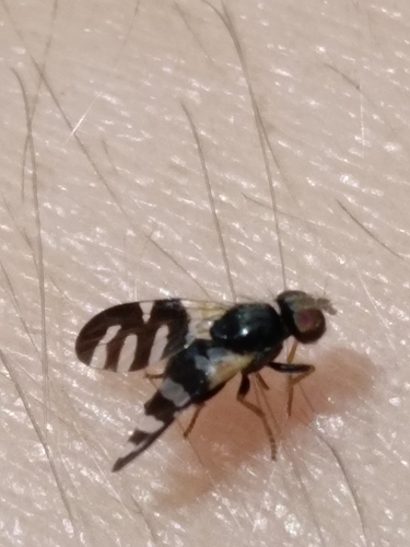 Sphaeniscus filiolus