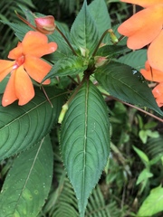 Impatiens platypetala