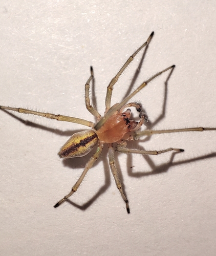 Two-Clawed Hunting Spider