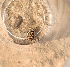 Eurydema