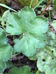 Alchemilla micans