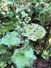 Alchemilla micans