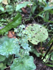 Alchemilla micans