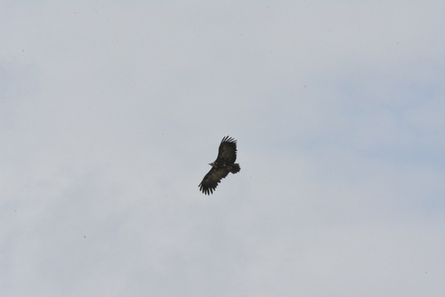 Hooded Vulture
