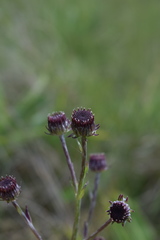 Senecio discodregeanus