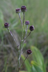 Senecio discodregeanus