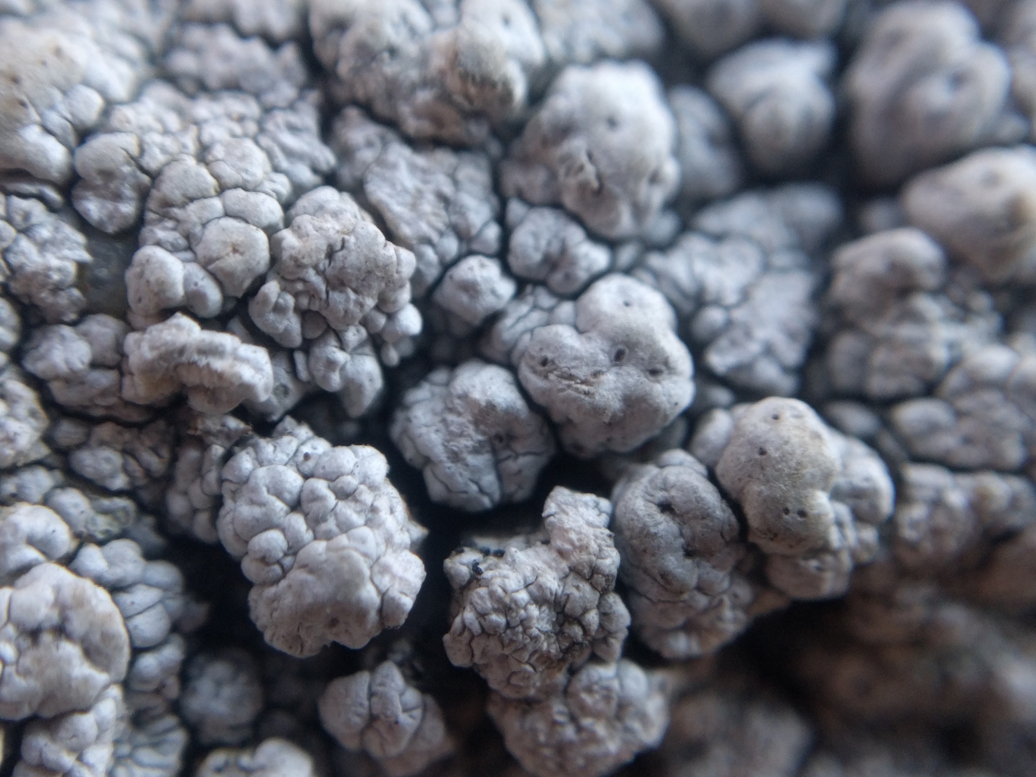 Pertusaria image