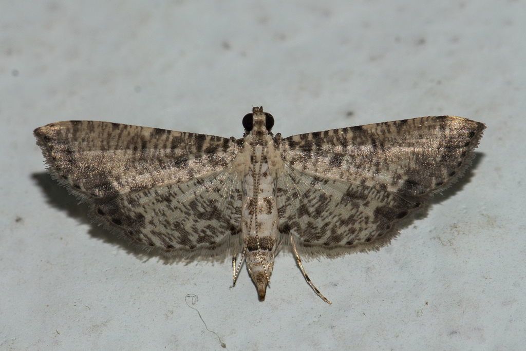 Massepha absolutalis