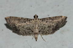 Massepha absolutalis