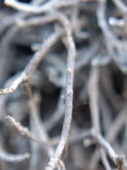 Dendrographa alectoroides