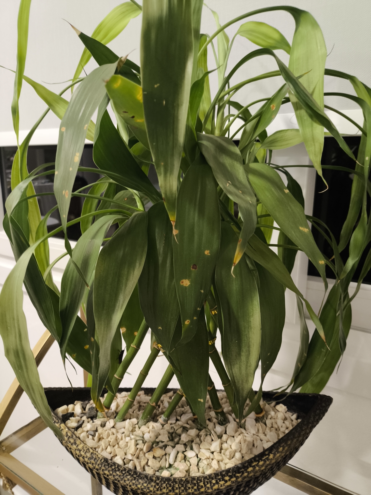 Dracaena sanderiana