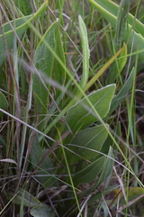 Senecio discodregeanus