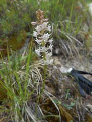 Gymnadenia