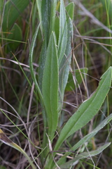 Senecio discodregeanus