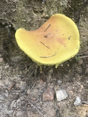 Pulveroboletus