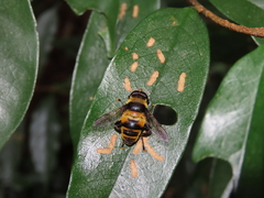 Mallota orientalis