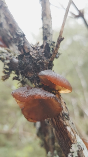 Auricularia