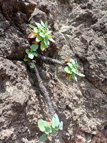 Sonchus radicatus, photograph 1