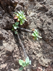 Sonchus radicatus