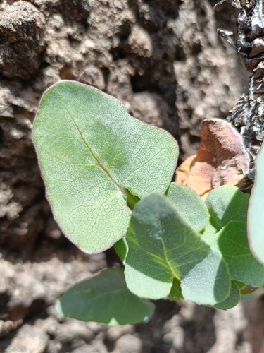 Sonchus radicatus, photograph 2