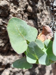 Sonchus radicatus, photograph (c) Diego Rodríguez Hernández, some rights reserved (CC BY)