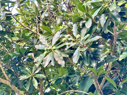 Calophyllum blancoi observed 2025-05-07