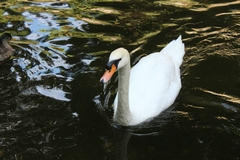 Cygnus olor