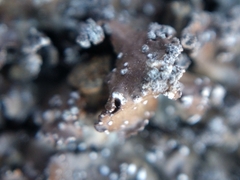 Punctelia stictica