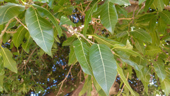Ficus ingens ingens