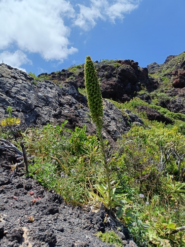 Image of Echium simplex by (c) Diego Rodríguez Hernández, some rights reserved (CC BY)