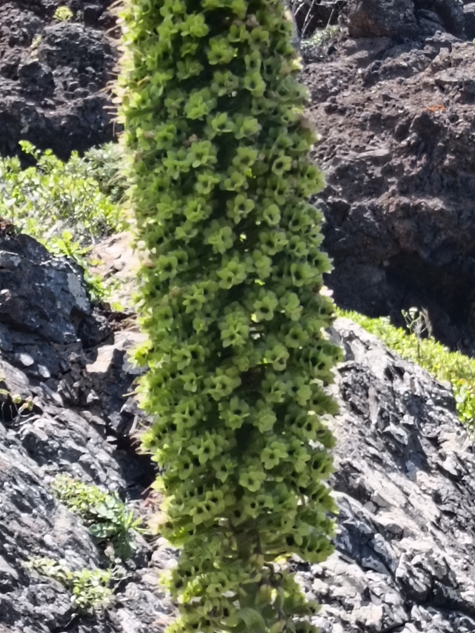 Imagem de Echium simplex