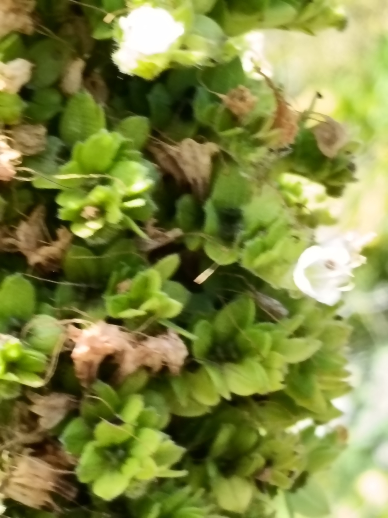 Imagem de Echium simplex