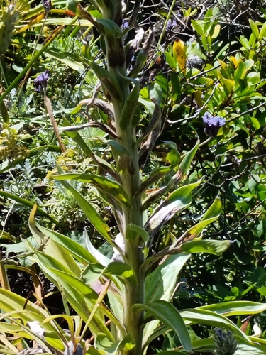 Foto de Echium simplex