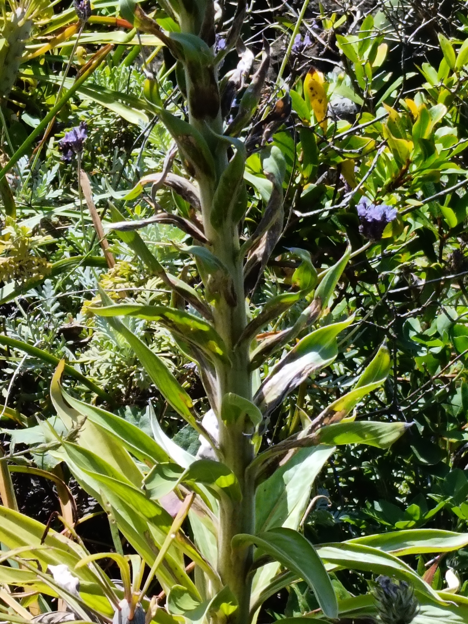 Imagem de Echium simplex