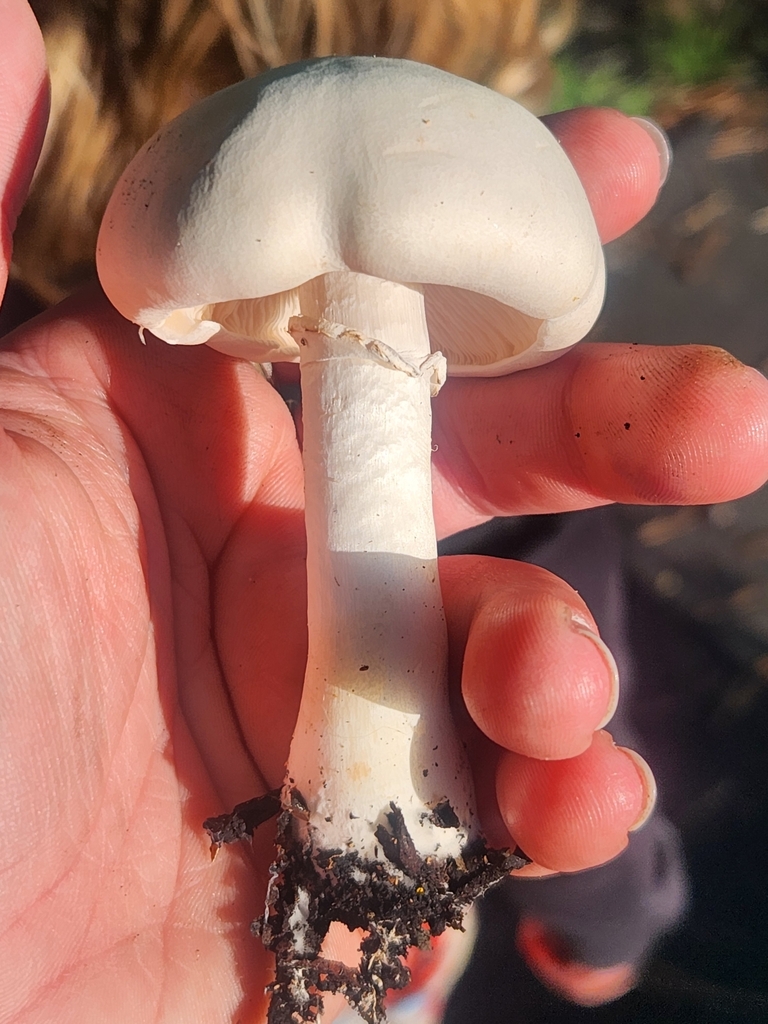 Leucocoprinus leucothites · May 2025 · photo: © caroline1426 (iNaturalist, CC)