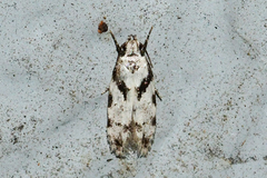 Pseudotelphusa palliderosacella