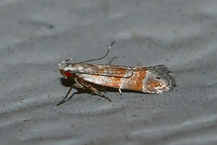 Battaristis vittella
