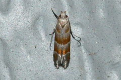 Battaristis vittella
