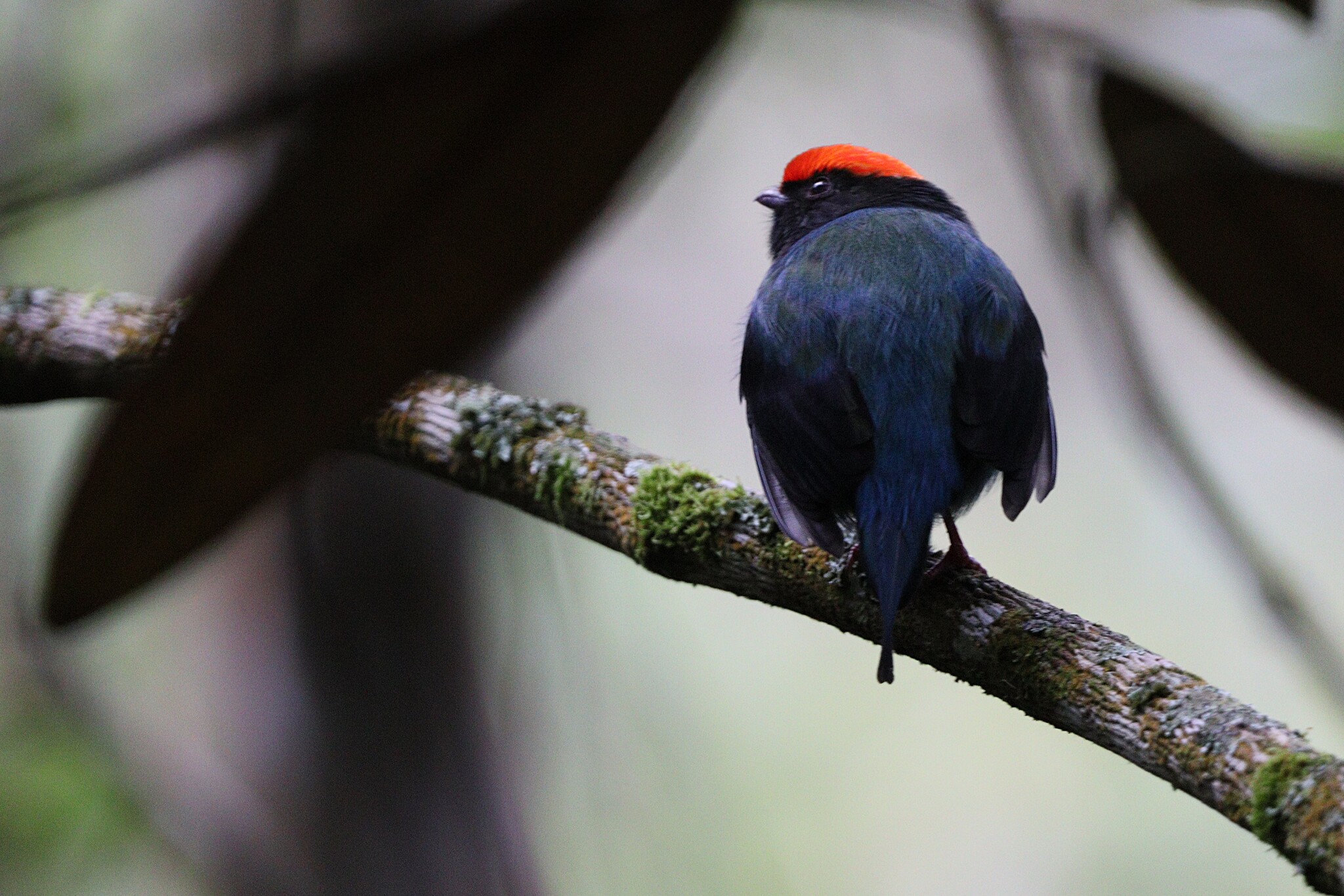 Swallow-tailed Manakin (Chiroxiphia caudata)