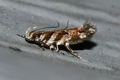 Aristotelia lespedezae