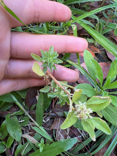 Amaranthus polygonoides, 2025-05-06